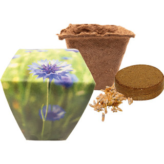 Naturtöpfchen Blue, Kornblume