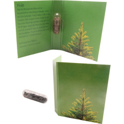 Samenkapsel Weihnachtsbaum, Fichte Samenkapsel Weihnachtsbaum, Fichte