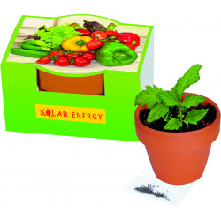 Naschgemüse-Töpfchen, Blattsalat-Mix Naschgemüse-Töpfchen, Blattsalat-Mix