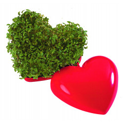 Ein gesundes Herz, Kunststoffherz klein 6 cm, Kresse Ein gesundes Herz, Kunststoffherz klein 6 cm, Kresse