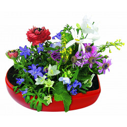 Blumen-Herz, Blumenmischung Blumen-Herz, Blumenmischung