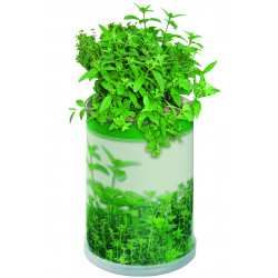 Blumendose Power 65 Ø  x 90 mm,  Kräutermischung Blumendose Power 65 Ø  x 90 mm,  Kräutermischung