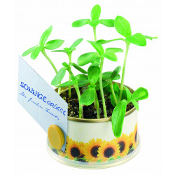 Mini Garten Sonne 73 Øx38 mm mit Magnet, Zwergsonnenbl., 1-4 c Digitaldruck inkl. Mini Garten Sonne 73 Øx38 mm mit Magnet, Zwergsonnenbl., 1-4 c Digitaldruck inkl.