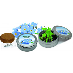 Pflanzdöschen Vergiss-mein-nicht, Vergissmeinnicht