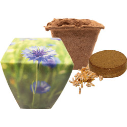 Naturtöpfchen Blue, Kornblume