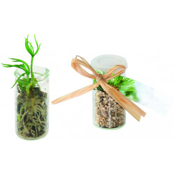 Mini-Glasshouse Fichte, Fichte Mini-Glasshouse Fichte, Fichte