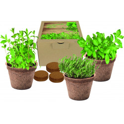 Kokos-Pflanz-Set Italienische Küche, Basilikum, Majoran, Thymian