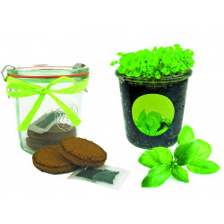 Kräuter-Glas, Basilikum Kräuter-Glas, Basilikum