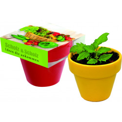 Naschgemüse Colour, Blattsalat-Mix Naschgemüse Colour, Blattsalat-Mix