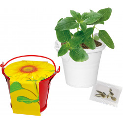 Sonnen-Eimerchen, Zwergsonnenblume, 1-4 c Digitaldruck inklusive Sonnen-Eimerchen, Zwergsonnenblume, 1-4 c Digitaldruck inklusive