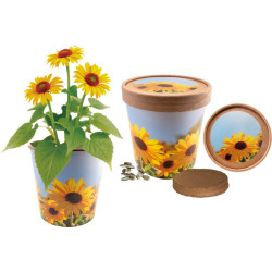 Sonnige Grüße, Zwergsonnenblume