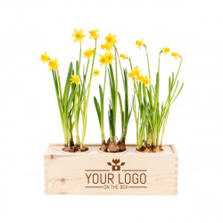 Spring out of the Box mit 3 Narzissen in Holzbox