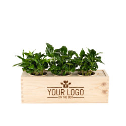 Coffee out of the Box 3 Kaffeepflanzen in Holzbox