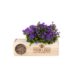 Blooms & Bees out of the Box mit einer Glockenblume und Bienenhotel in Holzbox Blooms & Bees out of the Box mit einer Glockenblume und Bienenhotel in Holzbox