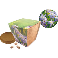 Naturtöpfchen Sternblume