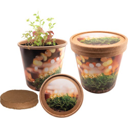 Weihnachtliche Kräutergrüße, Beifuss, Thymian Weihnachtliche Kräutergrüße, Beifuss, Thymian