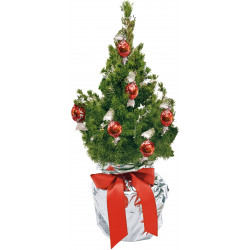 Schokotraum-Bäumchen 35-45 cm, in Einzelkartonage