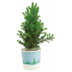 Cup-Bäumchen 20-30 cm