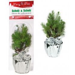 Weihnachtsbäumchen 'Junior' in Überreichbox, 1-4 c Digitaldruck inklusive