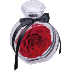 Konservierte Rose MARCELLA