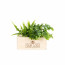 Nature out of the Box mit 2 Pflanzen