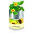 Plant-Bag Sonne, Zwergsonnenblume