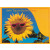 Samen-Briefkarte Sonne 115 x 156 mm, Zwergsonnenblume